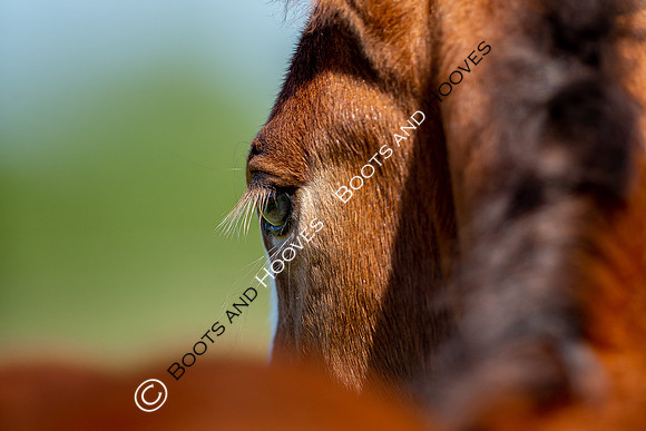 Attridges Equestrian Centre