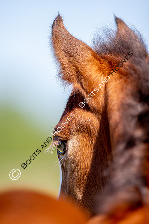 Attridges Equestrian Centre