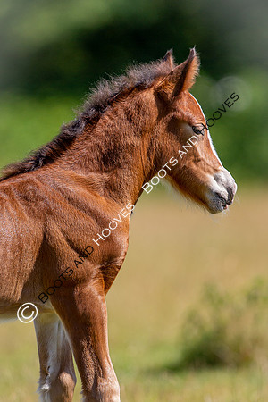 Attridges Equestrian Centre