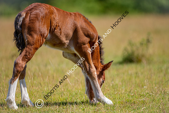 Attridges Equestrian Centre