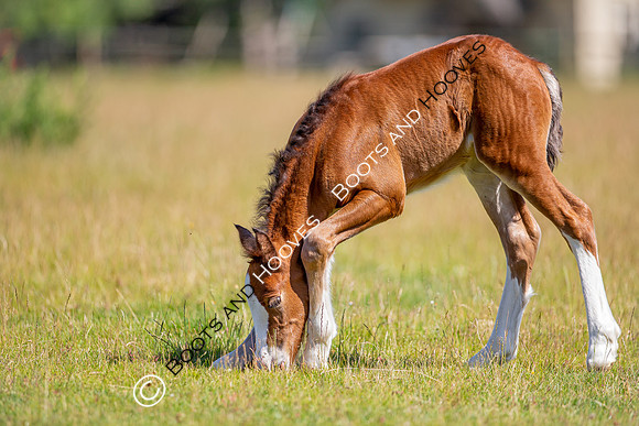 Attridges Equestrian Centre