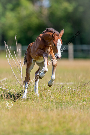 Attridges Equestrian Centre