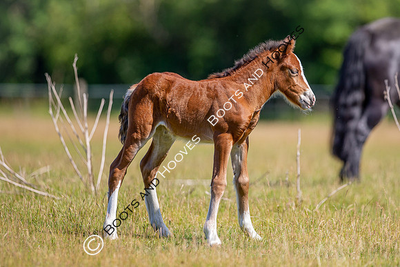Attridges Equestrian Centre