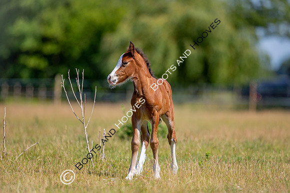 Attridges Equestrian Centre