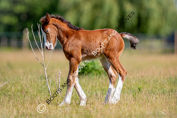 Attridges Equestrian Centre