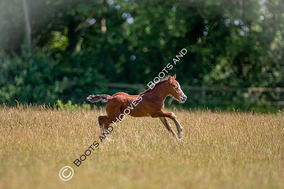 Attridges Equestrian Centre