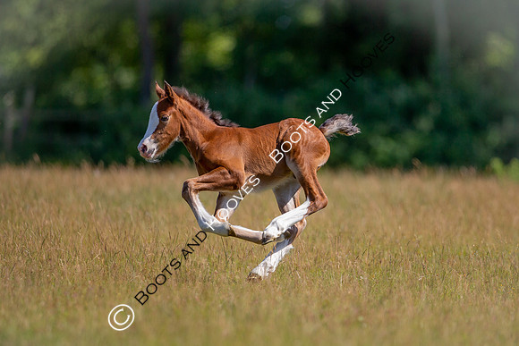 Attridges Equestrian Centre