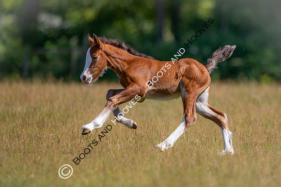 Attridges Equestrian Centre