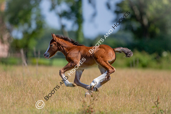 Attridges Equestrian Centre