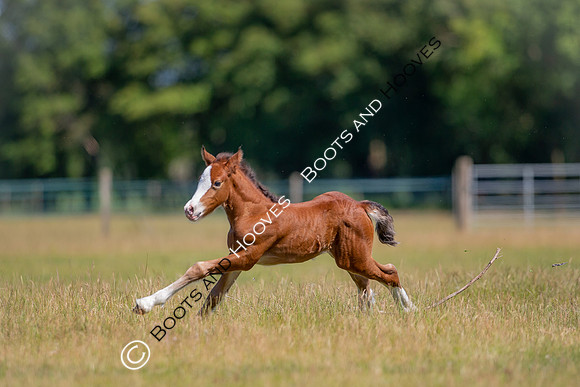Attridges Equestrian Centre
