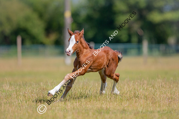 Attridges Equestrian Centre
