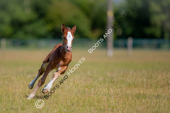Attridges Equestrian Centre