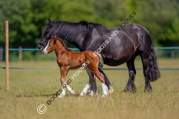 Attridges Equestrian Centre