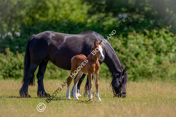 Attridges Equestrian Centre