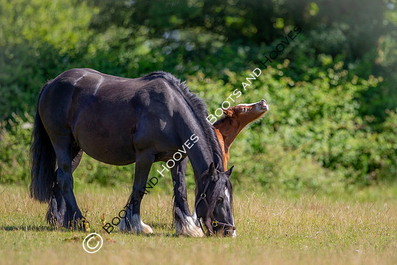 Attridges Equestrian Centre