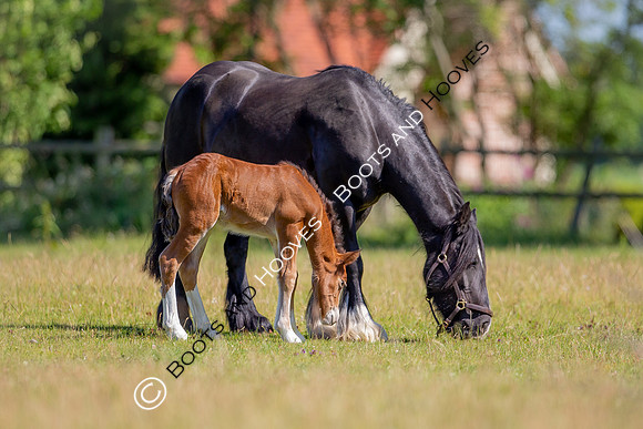 Attridges Equestrian Centre