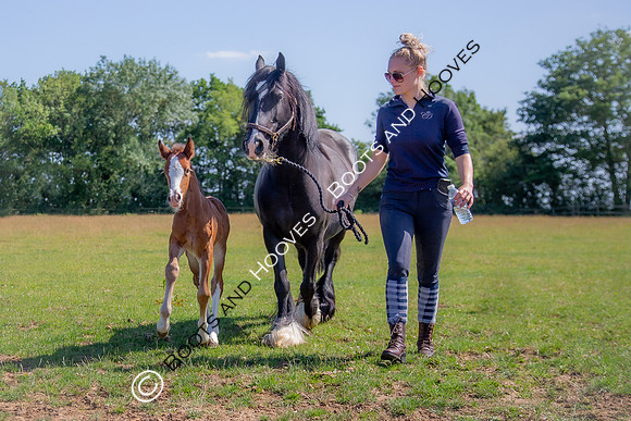 Attridges Equestrian Centre