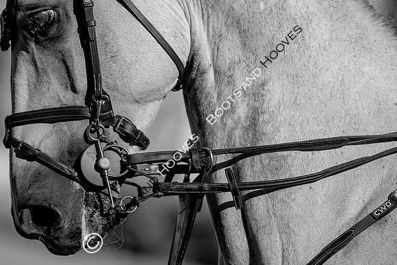 Longines FEI European Championships