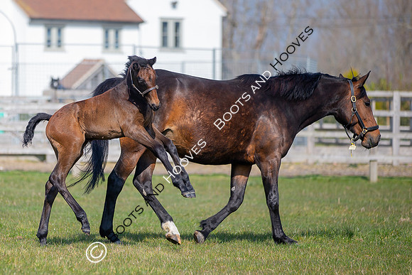 ~ MANDATORY Credit Elli Birch/Bootsandhooves- NO UNAUTHORISED USE - 07745909676
