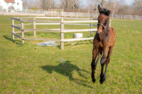 ~ MANDATORY Credit Elli Birch/Bootsandhooves- NO UNAUTHORISED USE - 07745909676