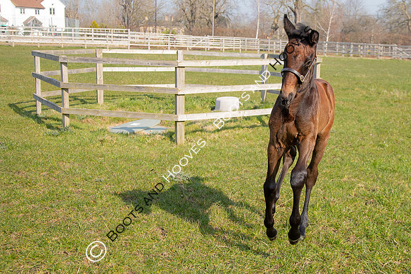 ~ MANDATORY Credit Elli Birch/Bootsandhooves- NO UNAUTHORISED USE - 07745909676