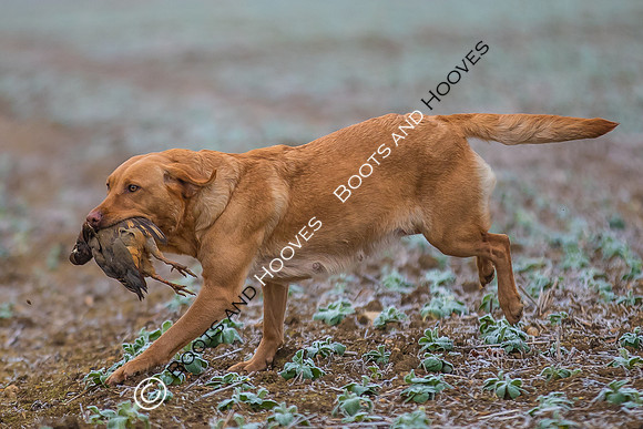 Dines Hall Game Shoot. 23/01/2019 ~ MANDATORY Credit Nick Gunn/Bootsandhooves - NO UNAUTHORISED USE - 07745 909676