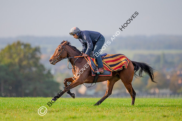 Newmarket