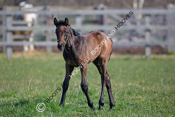 ~ MANDATORY Credit Elli Birch/Bootsandhooves- NO UNAUTHORISED USE - 07745909676