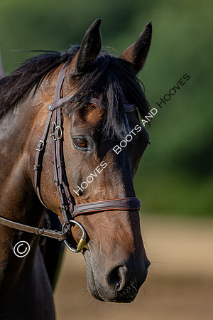 August 20th 2020. ~ MANDATORY Credit Elli Birch/Bootsandhooves - NO UNAUTHORISED USE - 07745909676