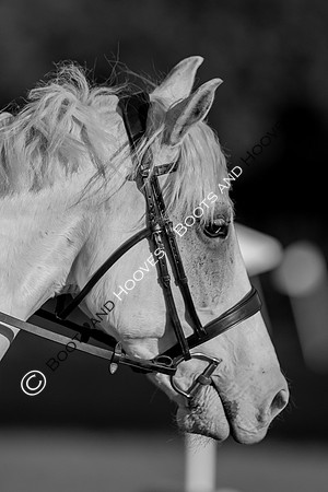 August 20th 2020. ~ MANDATORY Credit Elli Birch/Bootsandhooves - NO UNAUTHORISED USE - 07745909676