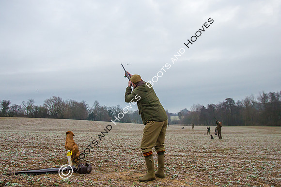 Dines Hall Game Shoot. 23/01/2019 ~ MANDATORY Credit Nick Gunn/Bootsandhooves - NO UNAUTHORISED USE - 07745 909676