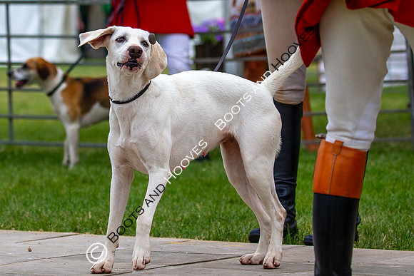 Festival of Hunting