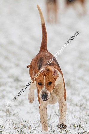 Hound Exercise