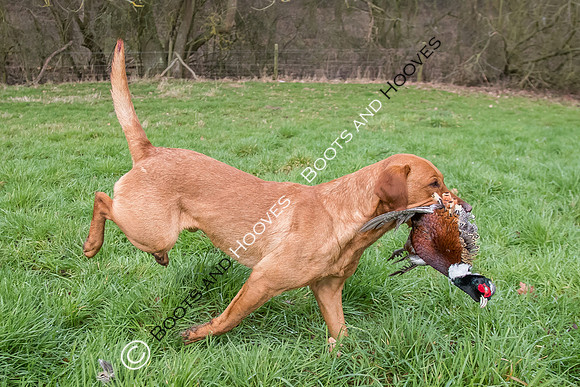 Dines Hall Game Shoot. 23/01/2019 ~ MANDATORY Credit Nick Gunn/Bootsandhooves - NO UNAUTHORISED USE - 07745 909676