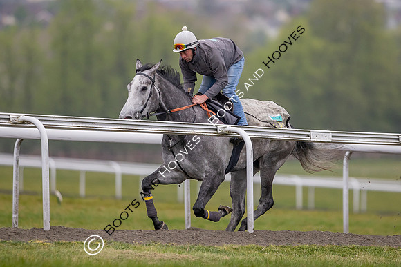 Newmarket Gallops