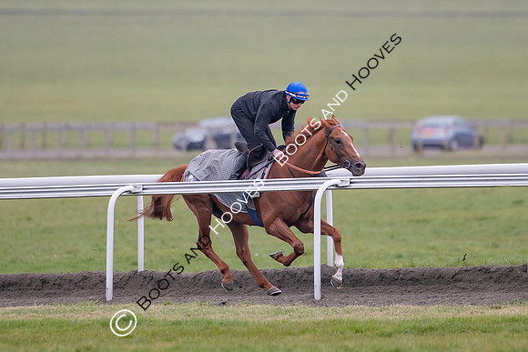 Newmarket Gallops