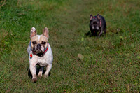 Otis & Olive