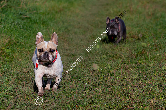 Otis & Olive