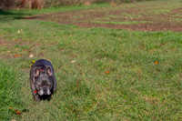 Otis & Olive
