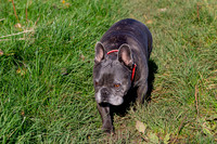 Otis & Olive