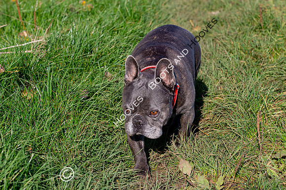 Otis & Olive