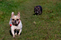 Otis & Olive