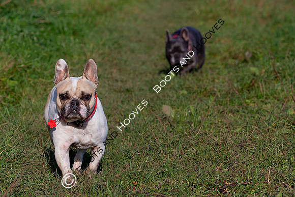 Otis & Olive