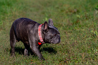 Otis & Olive