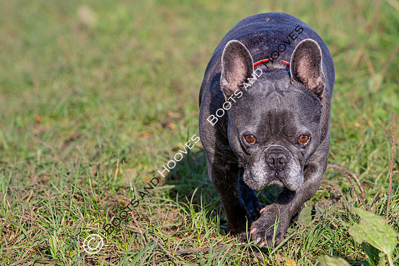 Otis & Olive