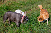 Otis & Olive