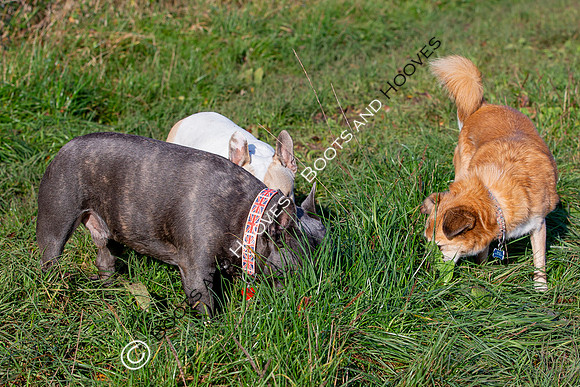 Otis & Olive