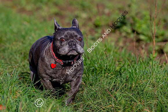 Otis & Olive