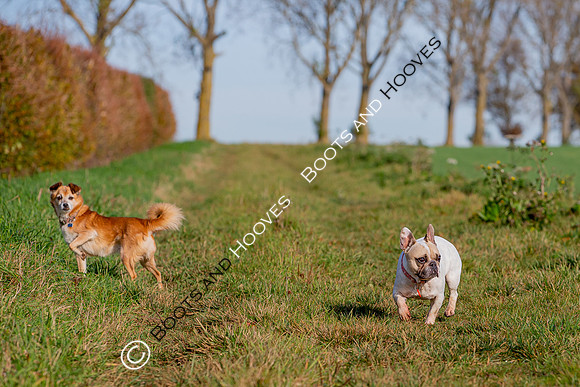 Otis & Olive
