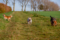 Otis & Olive